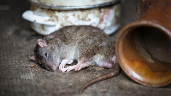 数百老鼠不明原因死亡。