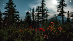 發生在臺灣的真實故事山神奇遇記(圖)