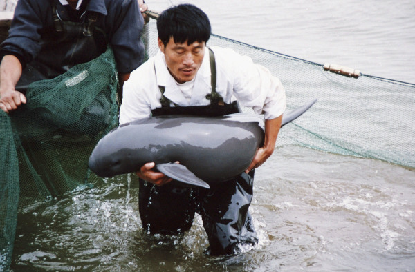 图为2005年3月21日，在中国安徽铜陵的铜陵淡水海豚自然保护区，一名工作人员将一只江豚带到岸边进行检查。长江流域许多濒危物种的栖息地，都因葛洲坝和三峡大坝工程的发展而受到破坏。