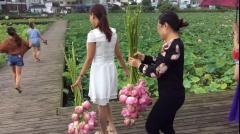 幾百畝荷花被野蠻採摘四川景區報警無效(組圖)