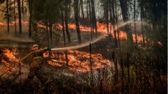 「不長眼」的大鳥悶頭一撞加州大火燒起來(圖)
