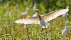 染发的白鹭鸶－－黄头鹭(组图)