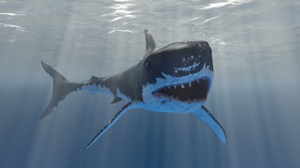 一般人认为鲨鱼在水中的嗅觉非常灵敏，对于血液的侦测极强，鲨鱼嗜血吗？这个谜团困惑了许多人。