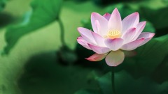 我问人生怎样才算不白活(图)