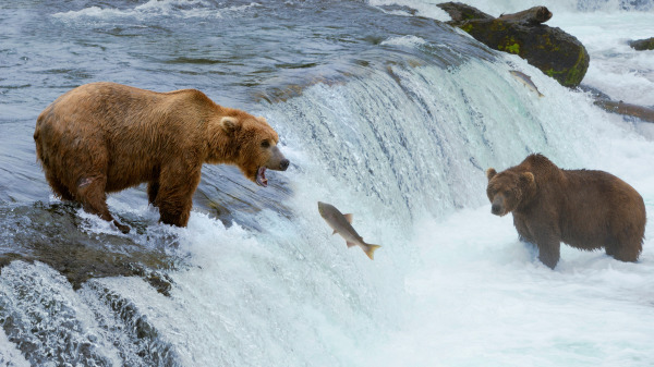 鲑鱼在洄游途中，鲑鱼也会遭遇到熊、老鹰及捕鱼人的挑战。