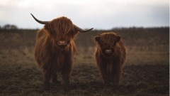 小牛一個動作感動了屠夫(圖)