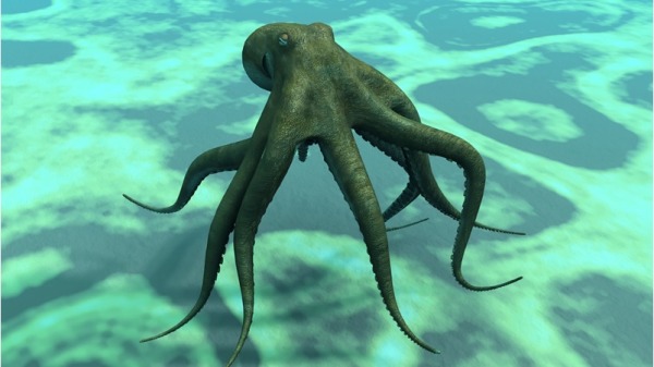海洋中的软件动物--章鱼。