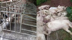 大陸承認豬肉危機重回計畫經濟老路應對(組圖)