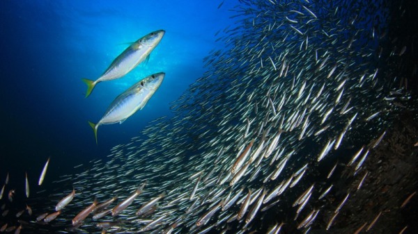 大洋中的鲱鱼群。
