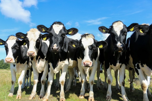 紐西蘭奶牛失竊