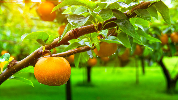 梨除了果實有許多養生功效外，梨花、梨葉也有特殊的療效。