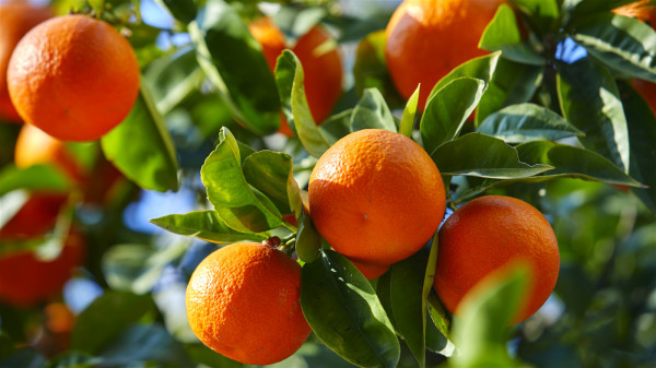 橙黄色的水果大多富含类胡萝卜素，经常食用，罹患乳腺癌的风险就越小。