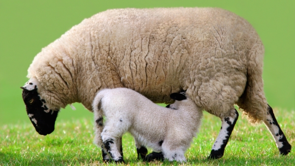 羊羔有跪下接受母乳的感恩行为。