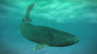 惊见1.8亿年前史前巨鲨身形比潜艇大2倍(视频)