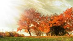 植物人的“天堂之旅”真实且清晰(图)