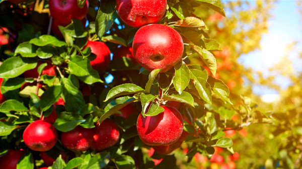 酸甜香脆的苹果，营养丰富，老少咸宜，很多人都喜欢吃。