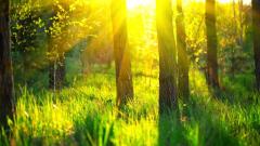 手术中病人灵魂出窍震惊医界(图)