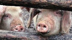 广东猪只身现全新冠状病毒专家：恐传染人类(图)