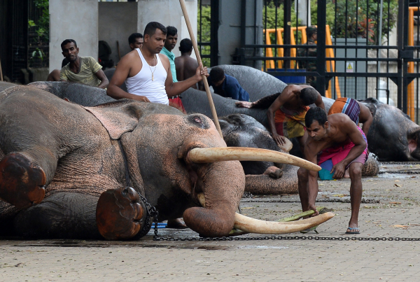 「皮包骨」大象照震驚世人揭被迫帶腳鐐晚晚巡遊