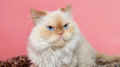 別理那些「內在的好人外在的惡棍」(組圖)